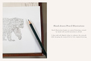 Bear Species Set - Hand-drawn PNGs, an Animal Illustration by LaurenFittonIllustration (Thumbnail 9 of 10)