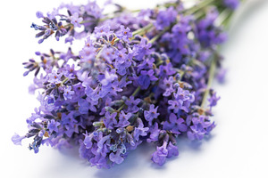 Fresh lavender flowers creating natural aromatherapy bunch on wh, a Background Photo by Olena Rudo