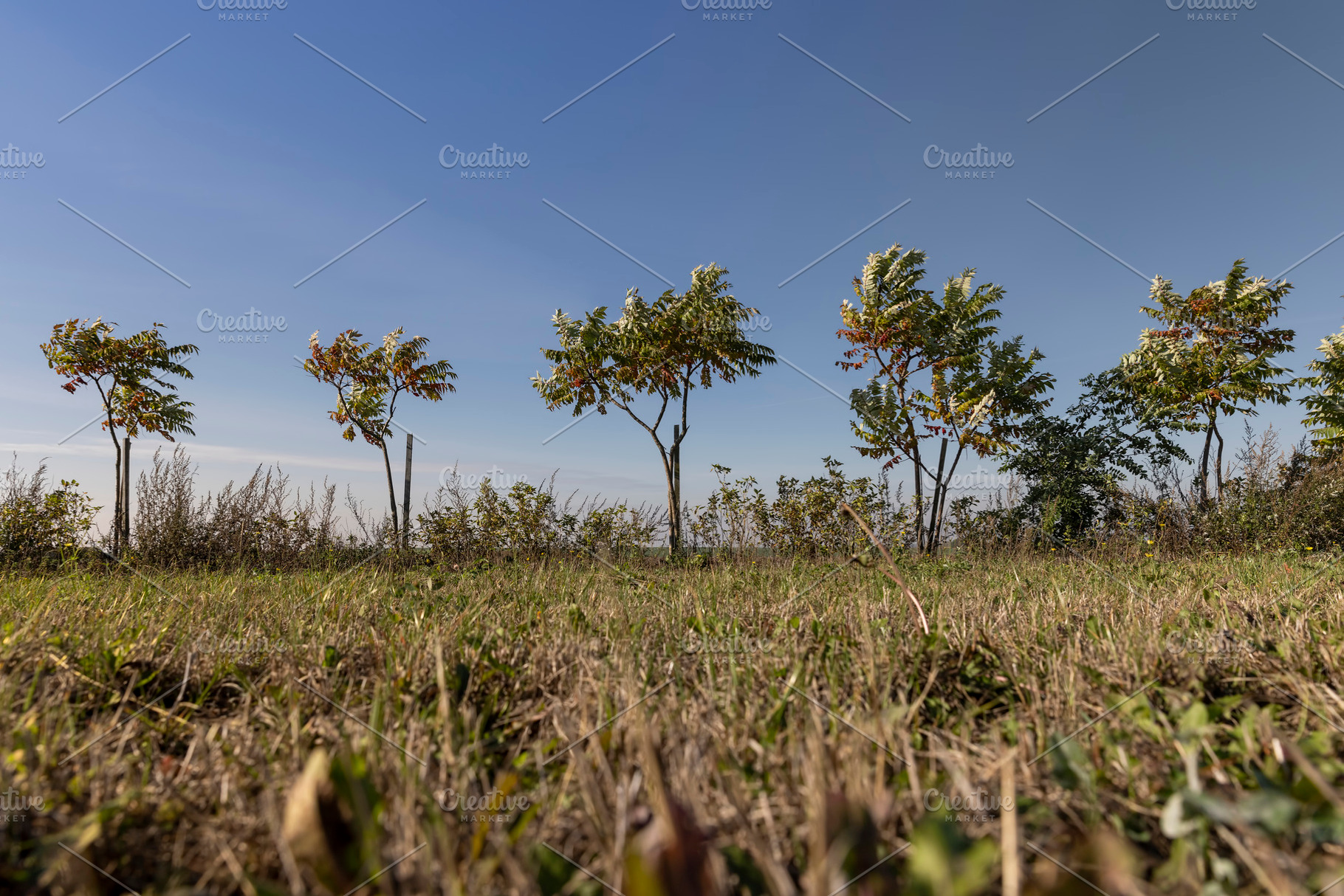 sumac trees growing on the shore of the field against the background of the blu, a Photo by rsoollAI