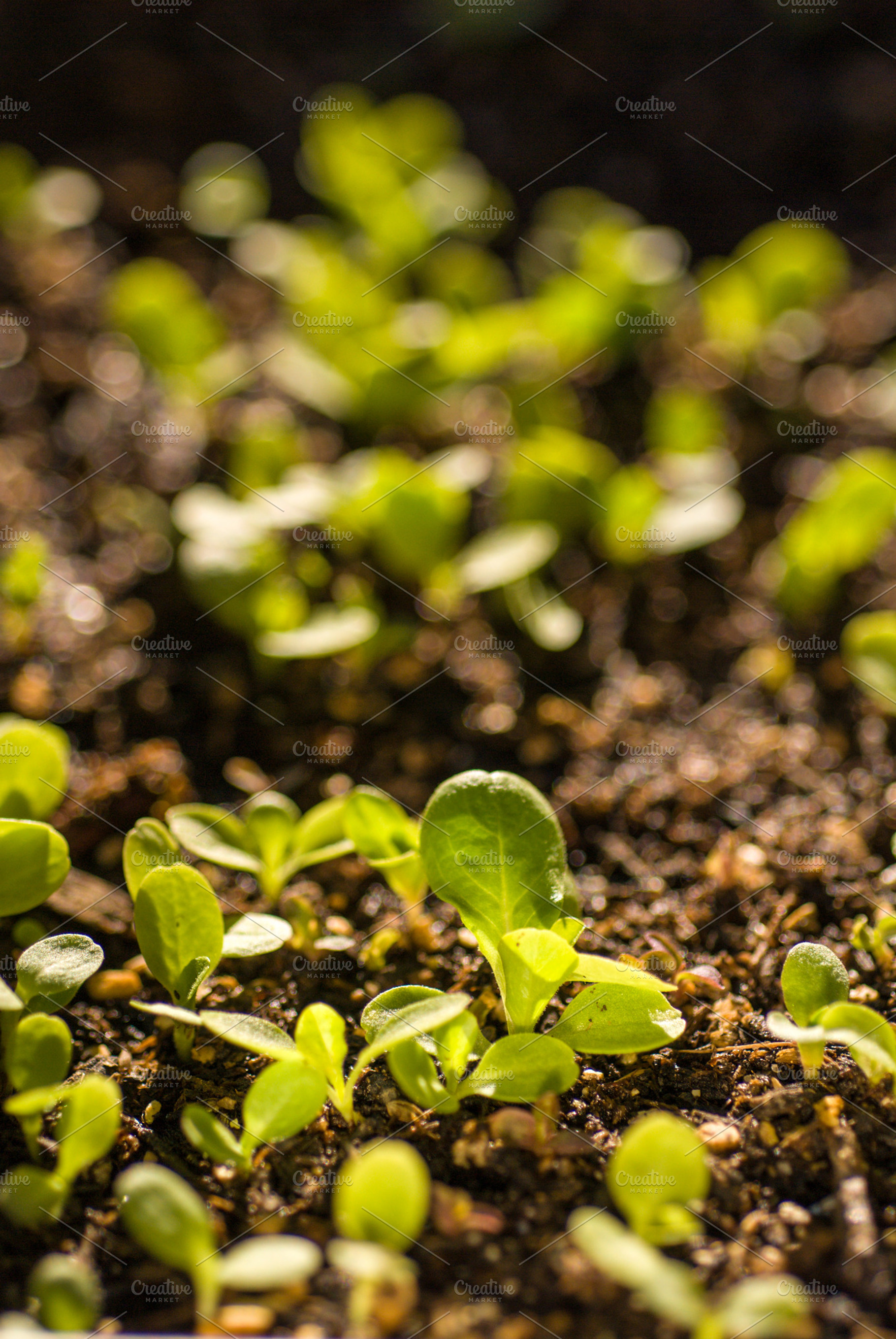 Sprouts Featuring 2012 Arizona And Gardening