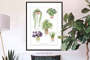 House Plants Collection Set II, a Graphic by SmallHouseBigPony (Thumbnail 9 of 21)