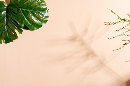 Tropical leaves and shadows on the featuring palm, pattern, and shadow, a Nature Photo by YuMyart