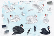 Swans Watercolor Clip Art, an Animal Illustration by BarvArt (Thumbnail 2 of 4)