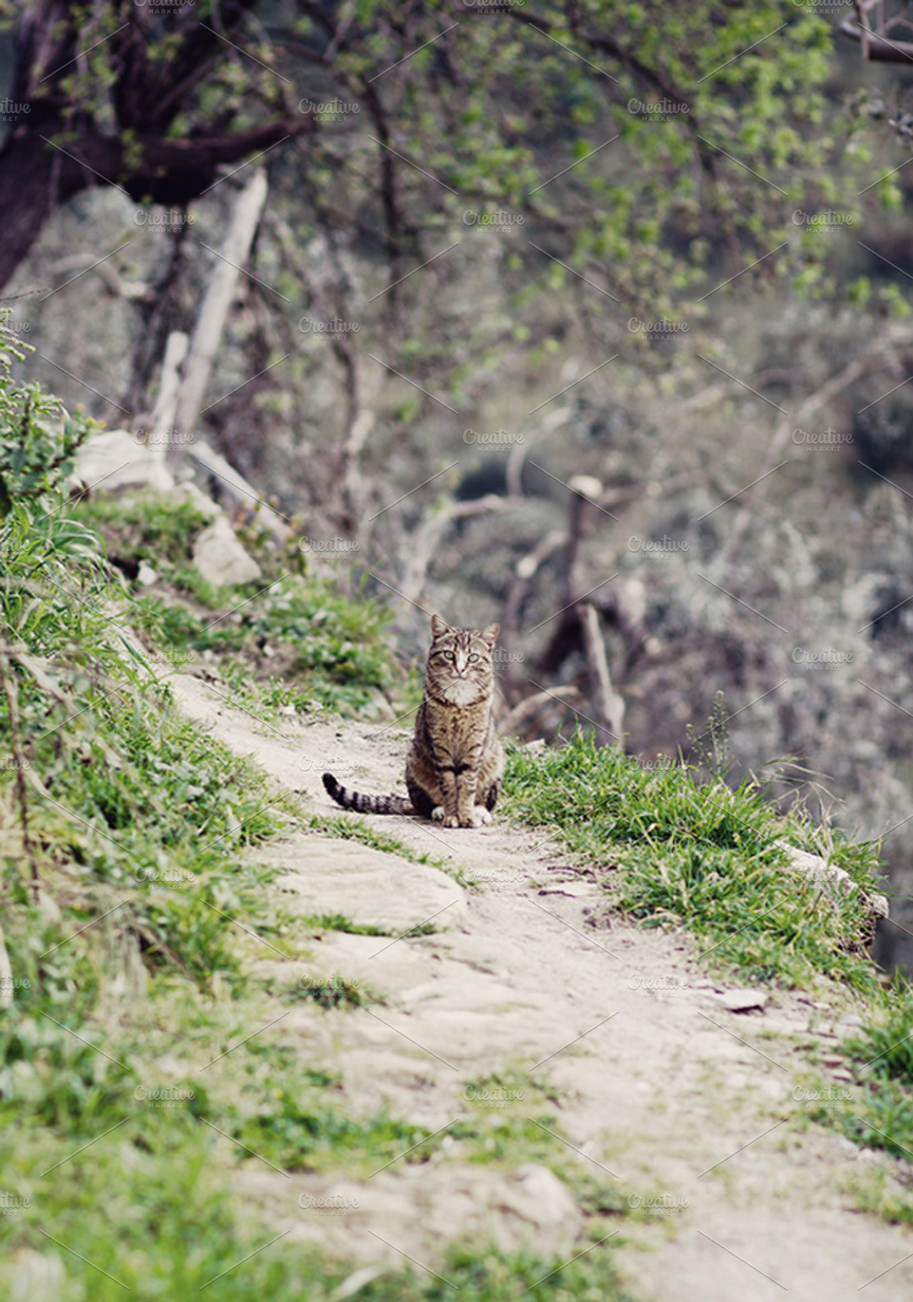 Mr. Cat.