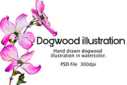 Watercolor dogwood illustrations, a Decorative Illustration by Verlena's Corner (Thumbnail 1 of 2)