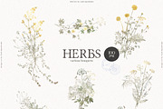 HERBS || Botanica & Glitter Effect, an Illustration by nadispasibenko (Thumbnail 5 of 8)