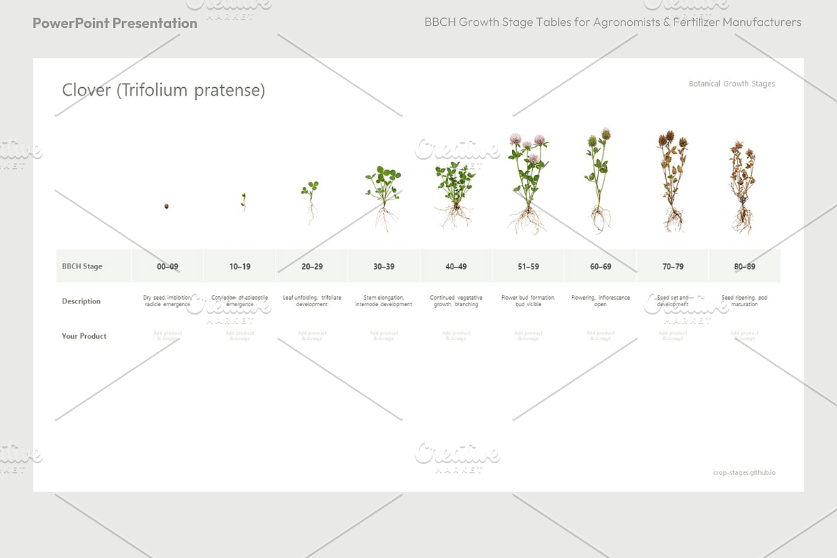 BBCH Growth Stages, Legume Crops, a Presentation Template by Ilia Design (Photo 4 of 9)