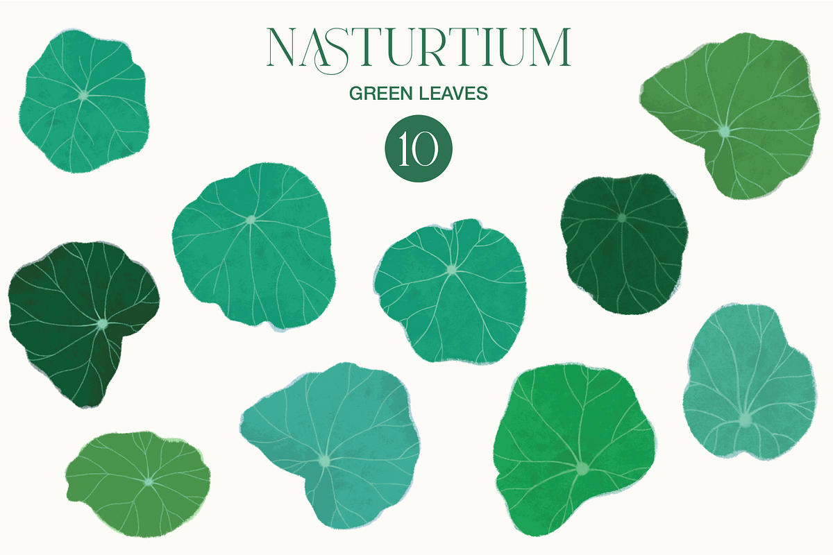 Nasturtium summer flowers clipart, a Decorative Illustration by Harmony Draws (Photo 6 of 8)