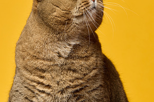 Brown cat with striking yellow eyes is looking upwards against a, an Animal Photo by ndanko