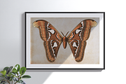 Moth Illustration Vector Set, an Illustration by Kusumaillustration (Thumbnail 10 of 11)