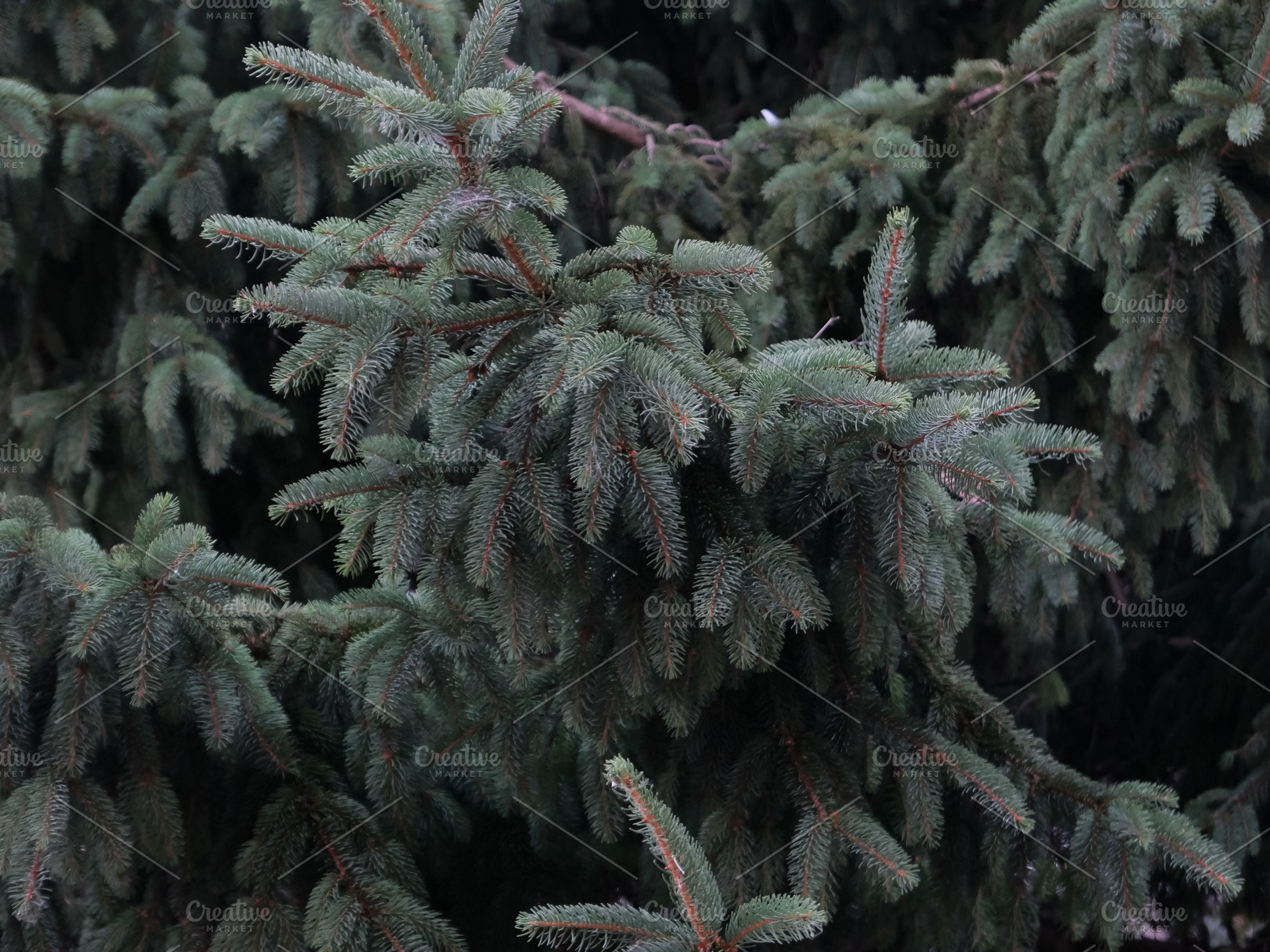 fir tree background full frame, a Photo by WorldOfPhotos