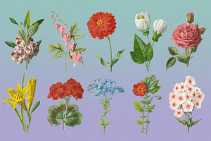 Atlas Of Flowers - Botanical Art Set