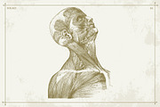 100+ Vintage Anatomy Vectors, a Healthcare Illustration by Shizzle Stock (Thumbnail 8 of 20)