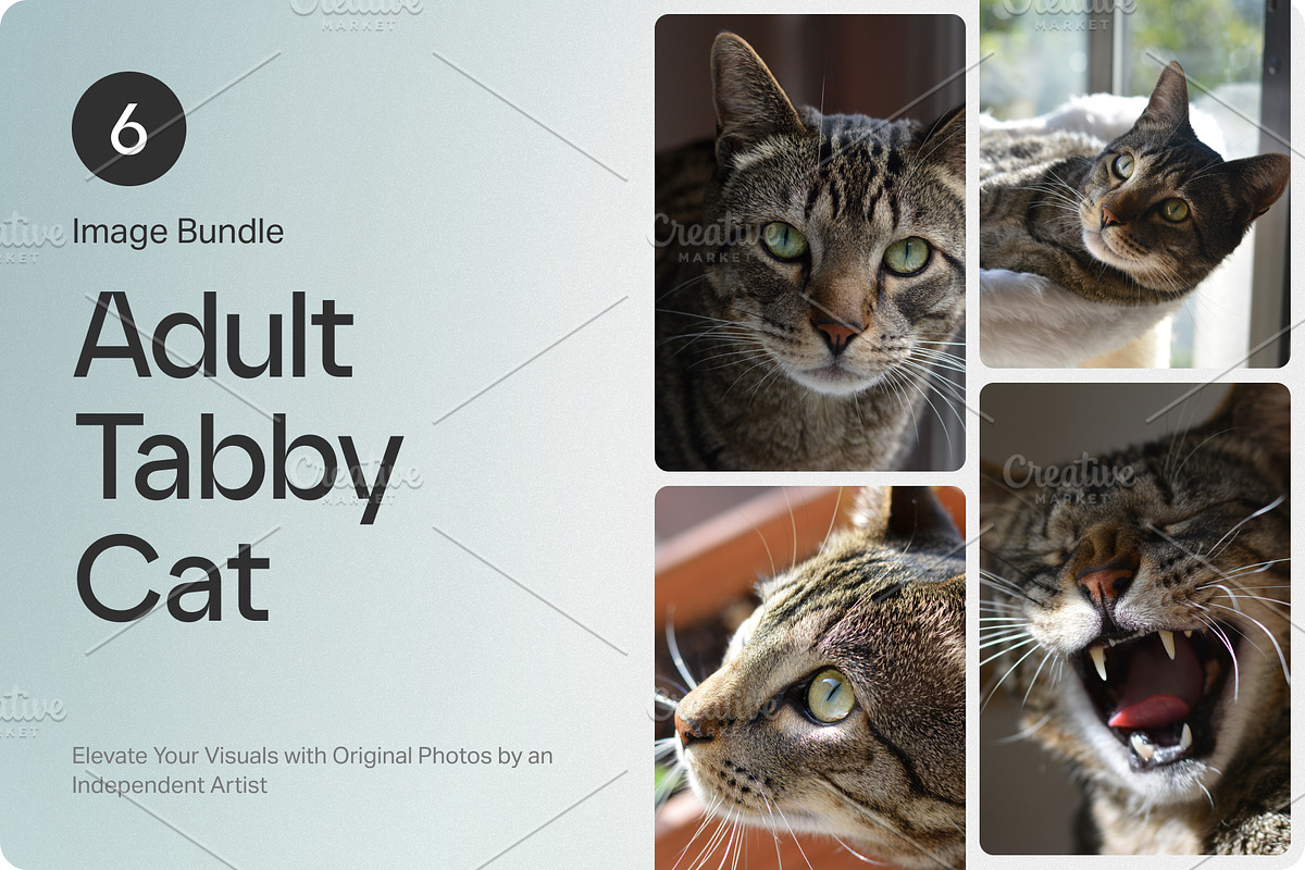 6 Image Bundle: Adult Tabby Cat, an Animal Photo by Happiestscone Photography (Photo 1 of 2)