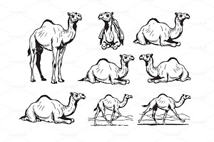 Vector of collection of camels, an Animal Illustration by yod67
