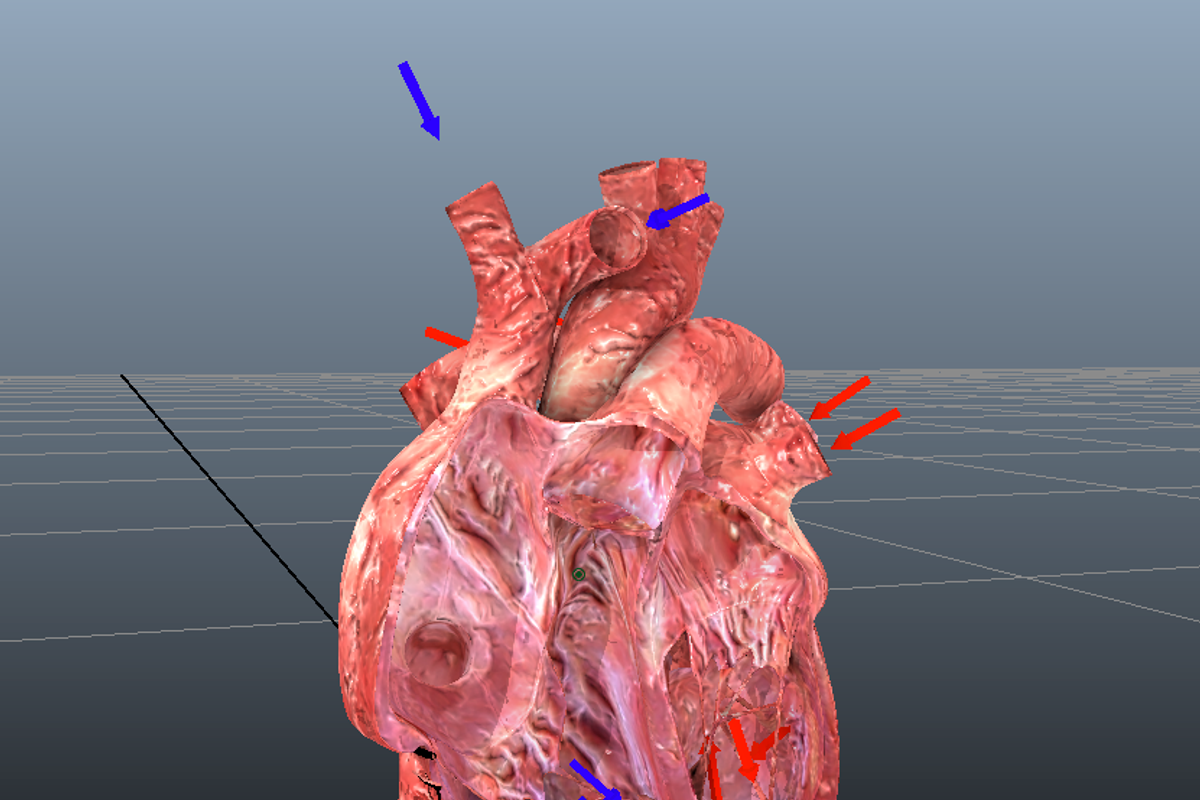 Animated Heart, a Characters & Person 3D Model by Tiger Shark Studios (Photo 3 of 3)