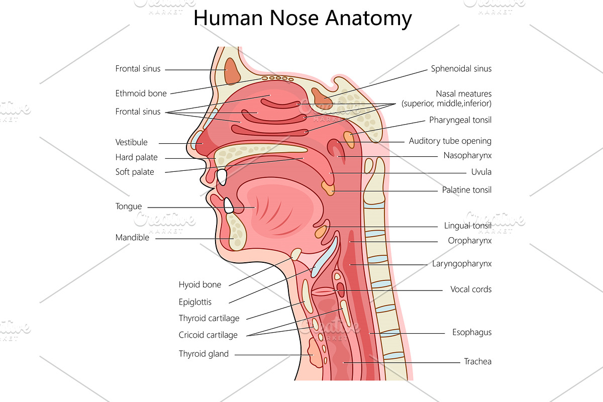 Detailed Human Nose Anatomy, an Object Illustration by AlexArt