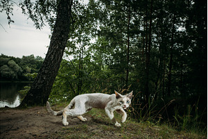 Dynamic cat leaps joyfully in a, an Animal Photo by Our Amazing World