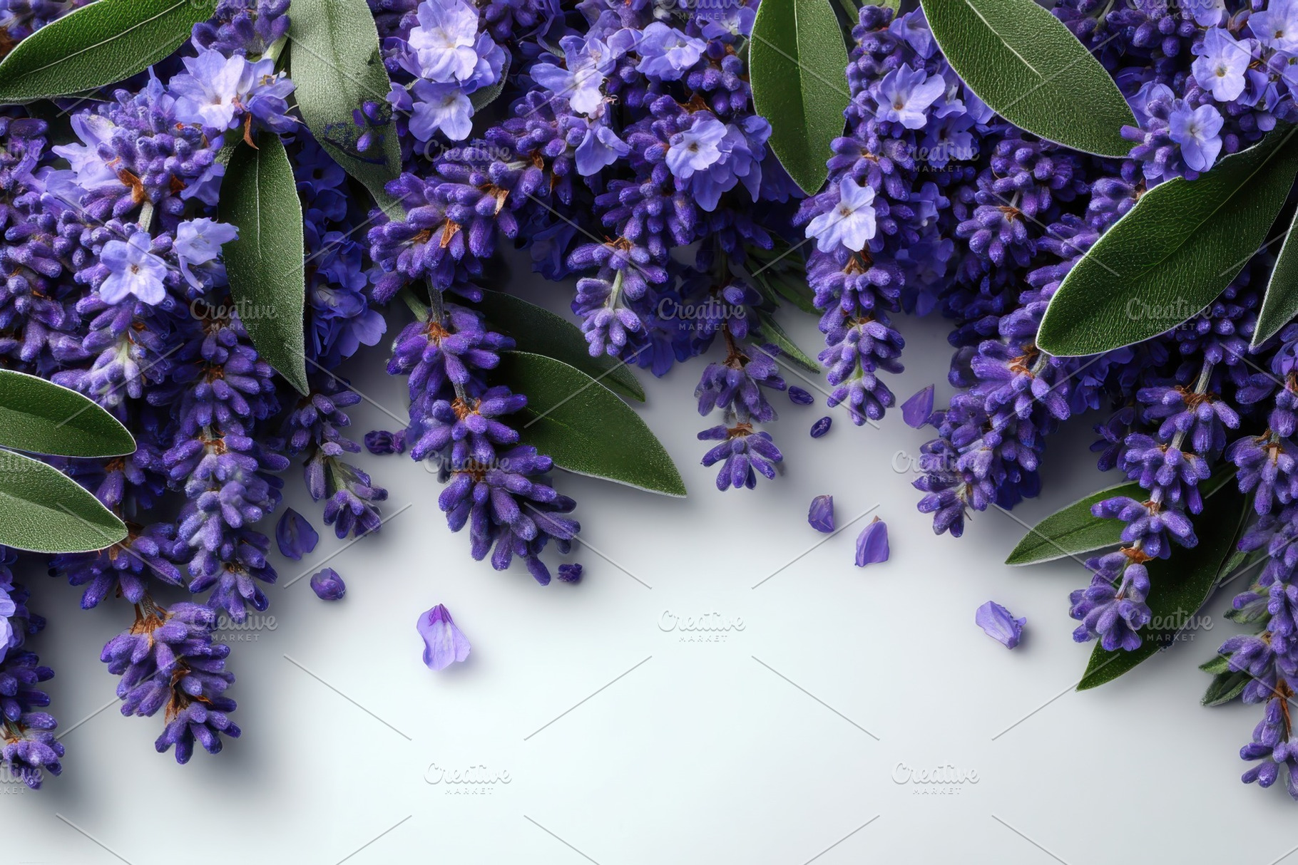 Lavender blossoms border floral desi, a Photo by Pixeness Studio