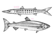 Fish#2 Vector Collection, a Food Illustration by Lubov Illustrations Shop (Thumbnail 10 of 12)
