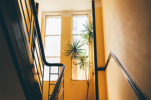 Stairwell with sunlight and plant, an Architecture Photo by SkyNext