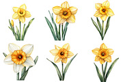 Watercolor Daffodil Flower Clipart, an Illustration by DreamPrint404 (Thumbnail 7 of 7)