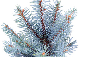 Christmas tree stock photo containing abstract and arrangement