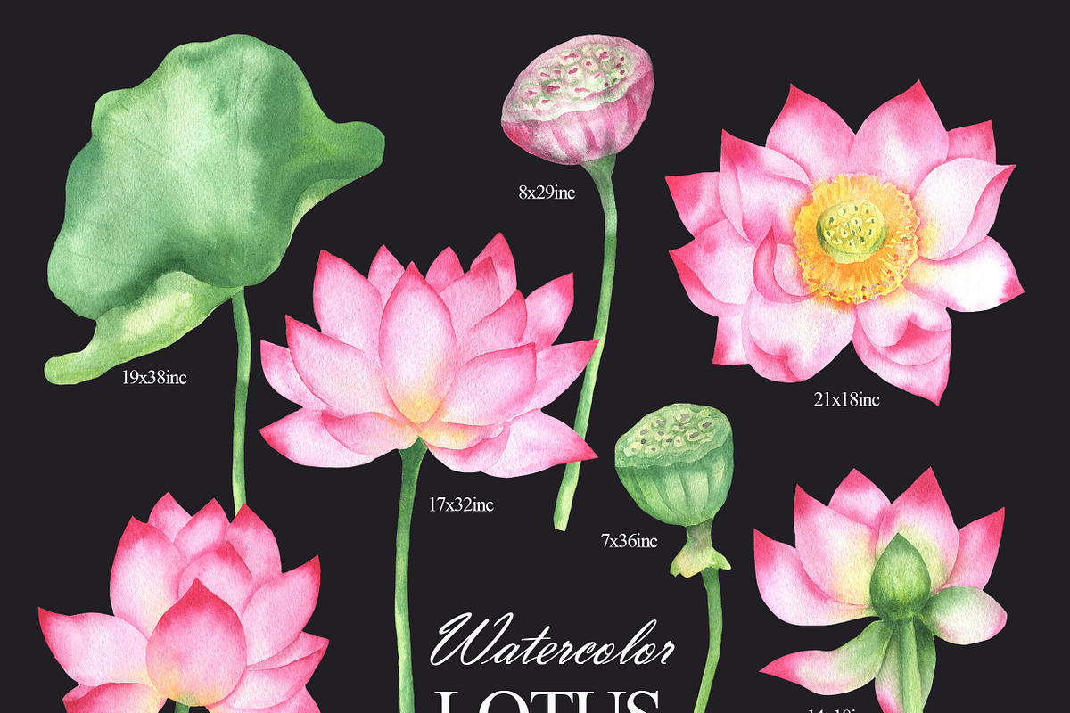 Watercolor lotus flower clipart, an Illustration by OlDm_Shop (Photo 3 of 10)