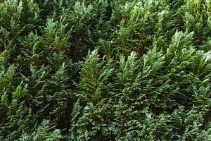 Green cypress hedge creating a natural, dense background texture and evergreen, a Photo by Studio ANNA