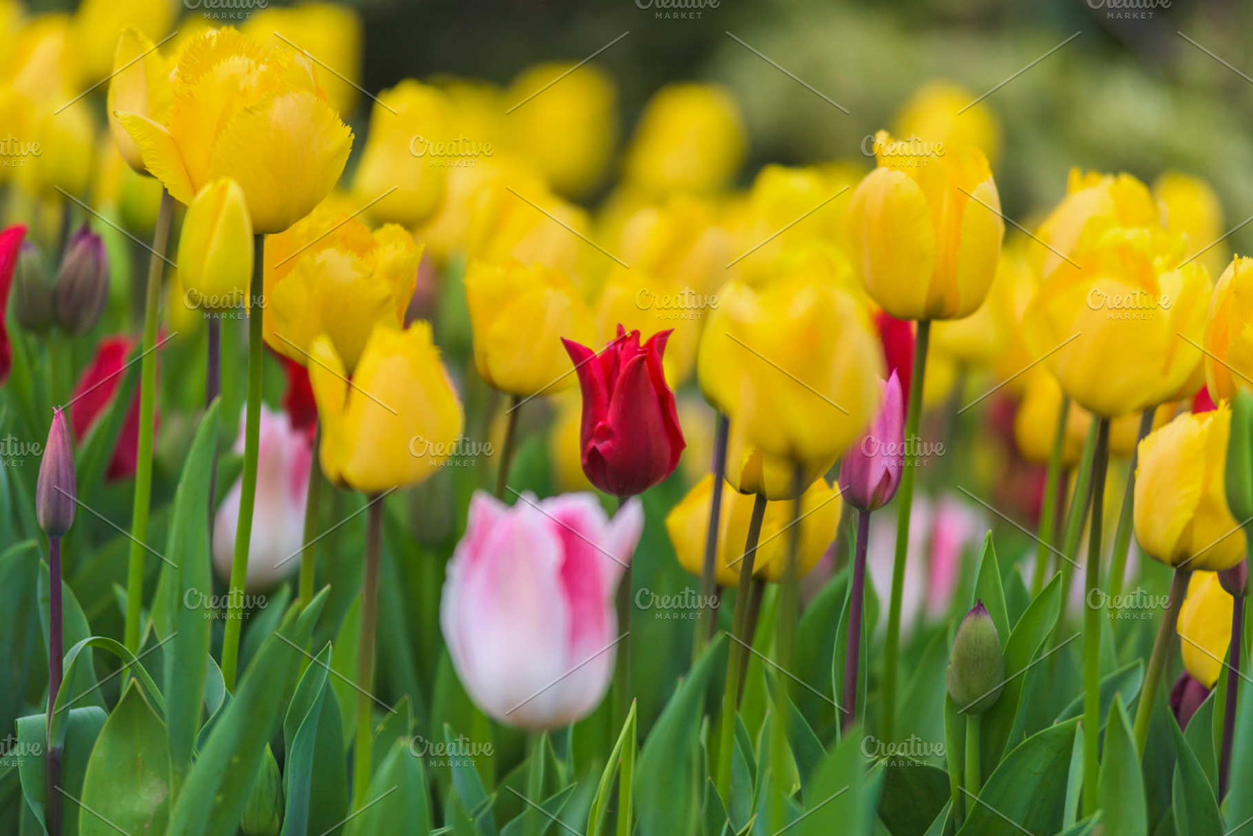 Tulip flowers 23 featuring garden, a Nature Photo by Zoomin Istanbul