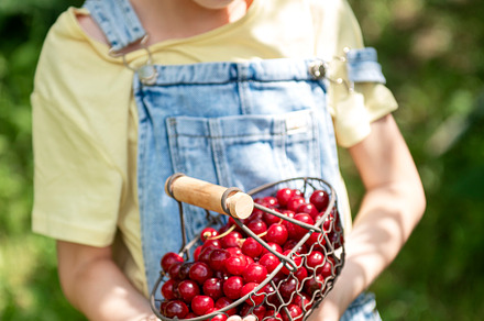Little girl is picking cherries in the garden., a Food & Drink Photo by Olena Rudo