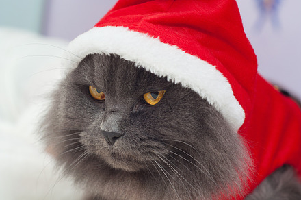 Beautiful gray cat with a Santa suit