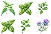 Medicinal Herbs Clipart, an Illustration by DreamArtGraphic (Thumbnail 2 of 5)