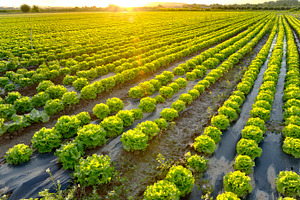 The garden of lettuce