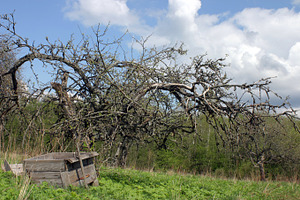 Dead rural landscape, a Nature Photo by BOOCYS