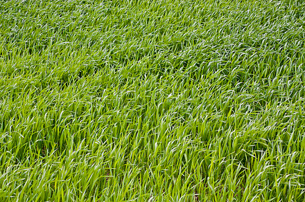Young green grass containing grass, tall, and surface, a Nature Photo by luismigueljj