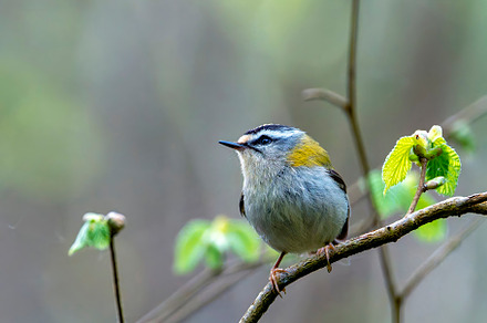 Common firecrest  perched on a branch., an Animal Photo by CreativePhotoSpain