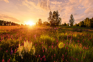 A stunning green field with tall grass and many purple and white, a Nature Photo by Eugene_Photo