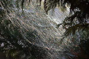 big spider web sunlight reflections