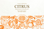Citrus Vector  Collection, a Food Illustration by Lubov Illustrations Shop (Thumbnail 1 of 5)