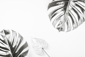 Monstera and anthurium leaves on, a Nature Photo by Anna Efetova