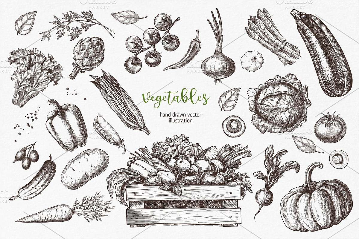 Vegetables. Hand drawn collection., a Food Illustration by natadanko (Photo 5 of 7)