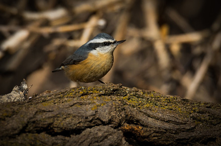 Red Breasted Nuthatch On a Limb