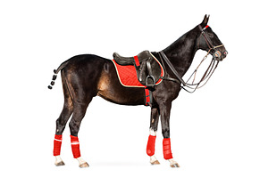 bay polo horse isolated on white