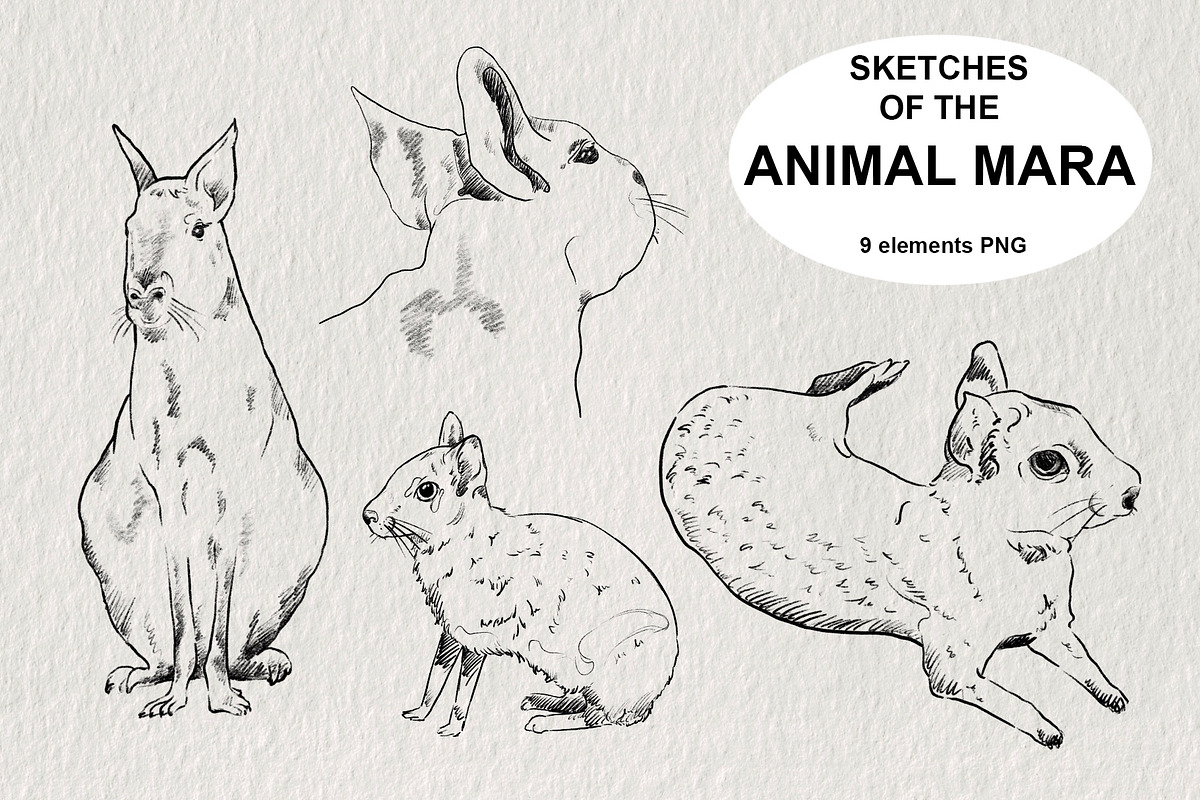 Sketches of the Mara animal in PNG, an Animal Illustration by LOKSKIH (Photo 1 of 6)