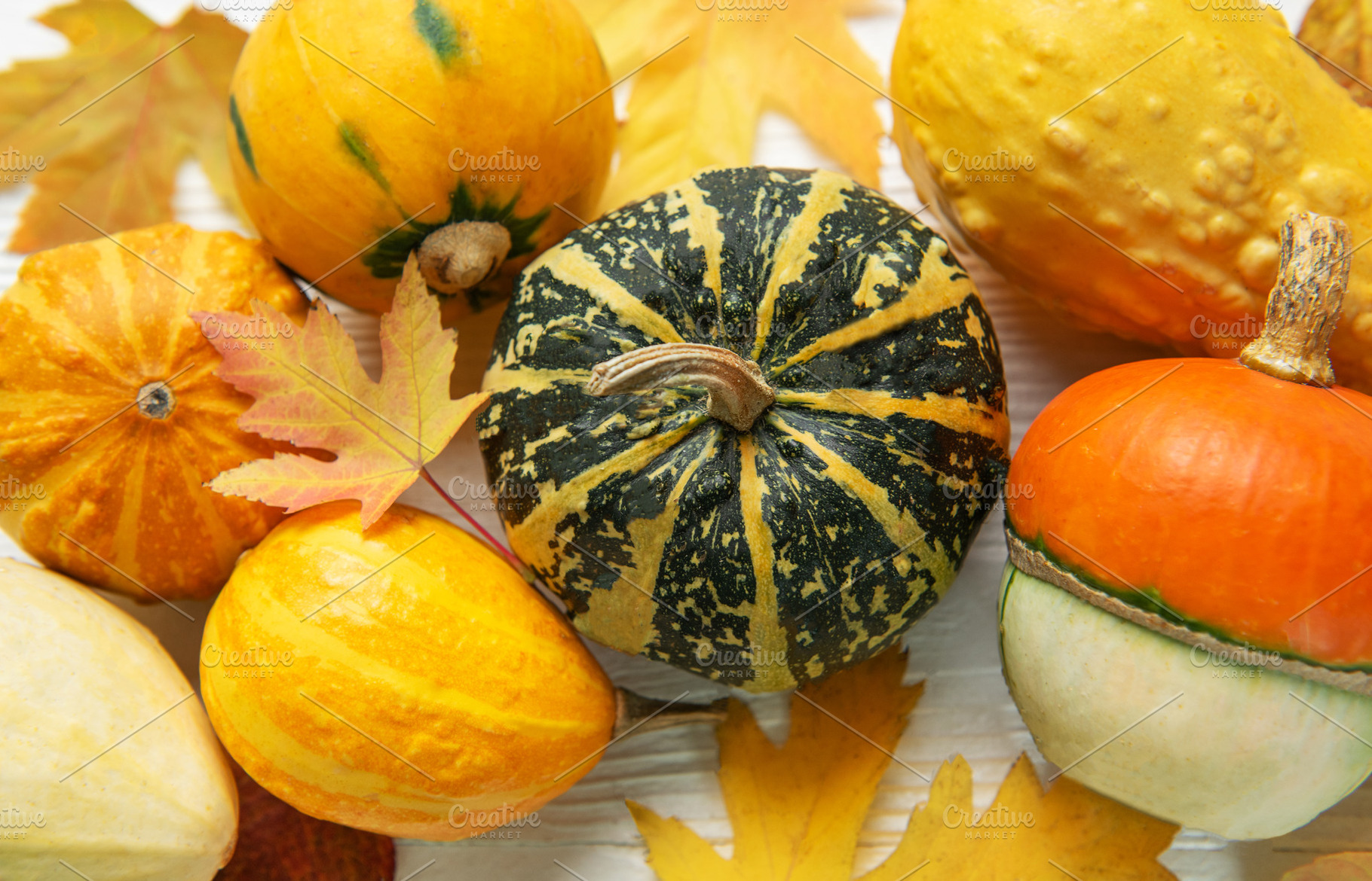 Assorted pumpkins and gourds decorating for fall harvest, a Food & Drink Photo by Olena Rudo