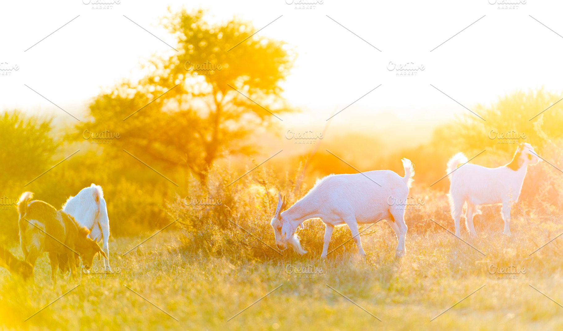 Goats Grazing at Sunset, an Animal Photo by THP Creative