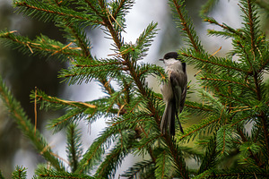 Profile view of Willow tit on spruce, an Animal Photo by Fascinadora