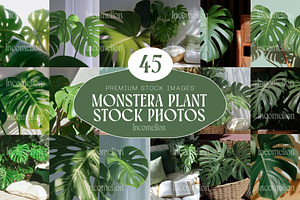 45 Aesthetic Monstera Plant Photos, a Nature Photo by Incomelion