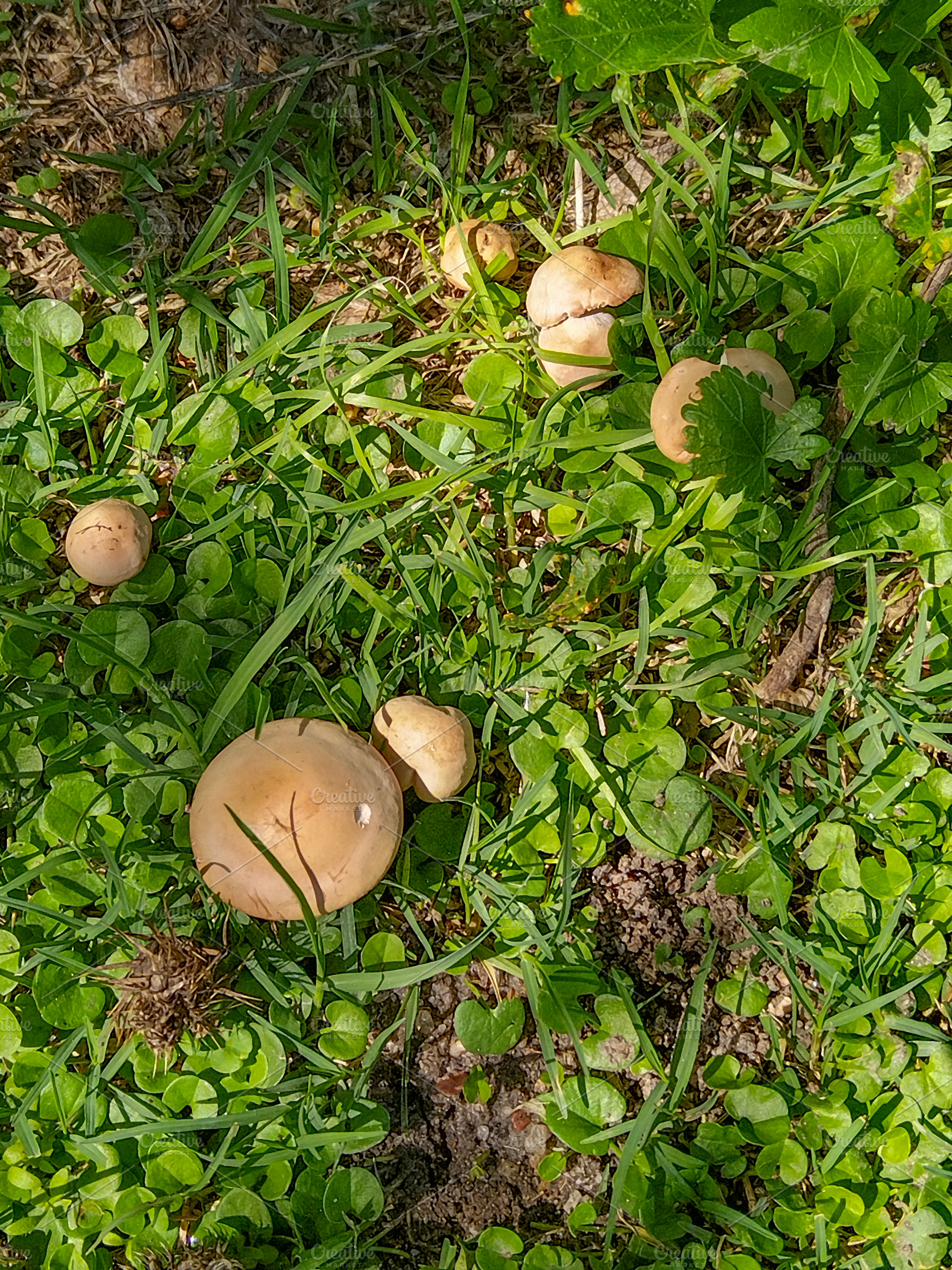 Small orange mushrooms growing in grass next to a stump, a Nature Photo by DanFLCreativo